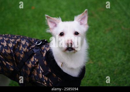 Cane bianco in una giacca nera sull'erba verde. Foto Stock