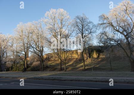 Alberi ricoperti di gelo si ergono alti lungo una strada, illuminati dalla luce dorata del sole mattutino in una fresca giornata invernale. Foto Stock