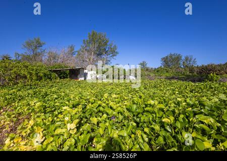 Case di insediamento a Bird Island, Seychelles Foto Stock