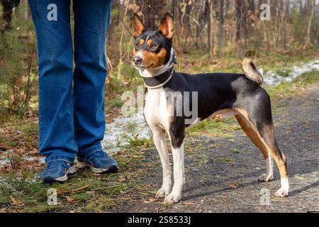 Cane Basenji sullo sfondo della foresta autunnale durante una passeggiata nel parco Foto Stock