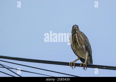 Mangrovie Heron a Praslin, Seychelles Foto Stock