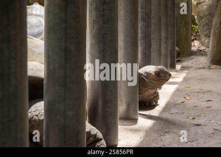 Rinchiusa la tartaruga gigante di Aldabra, Victoria, Mahé, Seychelles Foto Stock