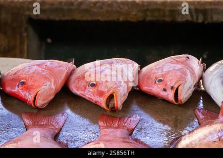 Fishmarket a Victoria, Mahé, Seychelles Foto Stock
