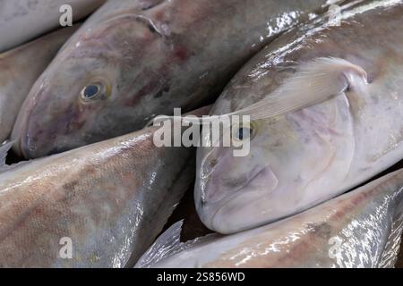Fishmarket a Victoria, Mahé, Seychelles Foto Stock