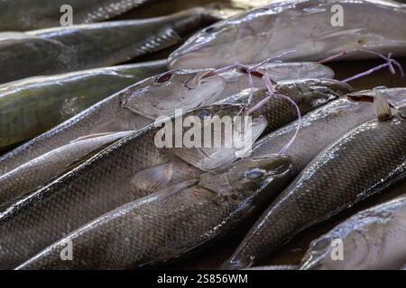 Fishmarket a Victoria, Mahé, Seychelles Foto Stock