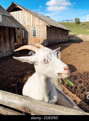 Ritratto di capra bianca. Capra in fattoria, paesaggio di campagna sullo sfondo. Foto Stock