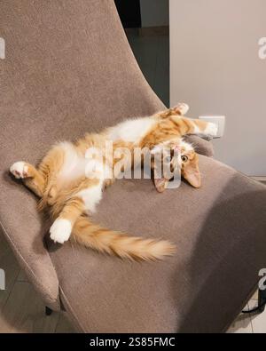 Gattino arancione sulla sedia. Giovane gatto di razza siberiana disteso sulla schiena su una sedia marrone-beige e guardando la macchina fotografica. Foto Stock