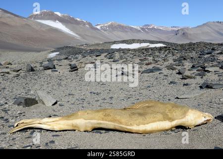Wright Valley, McMurdo Dry Valley Foto Stock