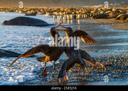 Petrelé giganti del nord (Macronectes halli) che combattono per i diritti di sterminio di un cucciolo morto di foca a St. Andrews Bay, Georgia del Sud Foto Stock