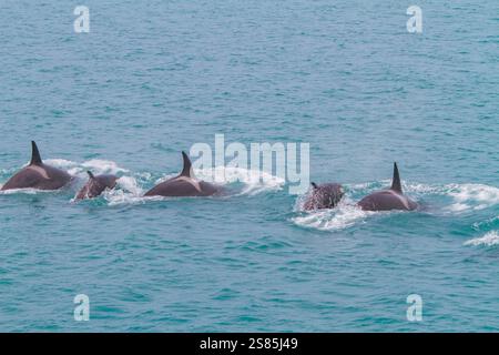 Un piccolo branco di orche assassine (Orcinus orca) al largo della costa dell'isola della Georgia del Sud, nell'Oceano meridionale Foto Stock