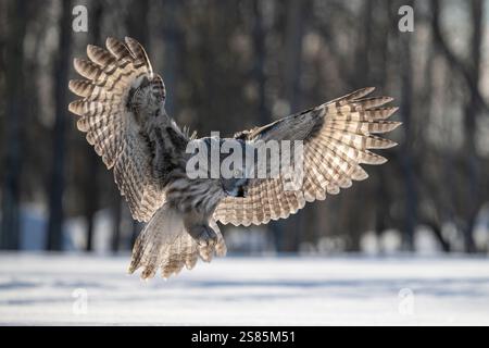 Gufo grigio grande (Strix nebulosa) in volo, Finlandia Foto Stock