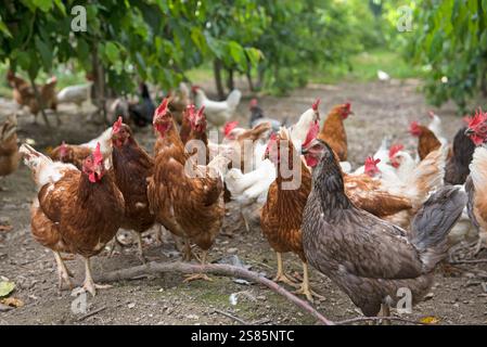 Allevamento di galline ovaiole in un frutteto di ciliegio, Agriturismo Lerchnhof, Valdaora di sotto, alto Adige, Italia Foto Stock