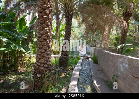 Canale di irrigazione nel palmeto. Birkat al Mouz, regione di al Dakhliya, sistema di irrigazione Falaj (Falaj al-Khatmeen), UNESCO, Oman, Penisola arabica Foto Stock