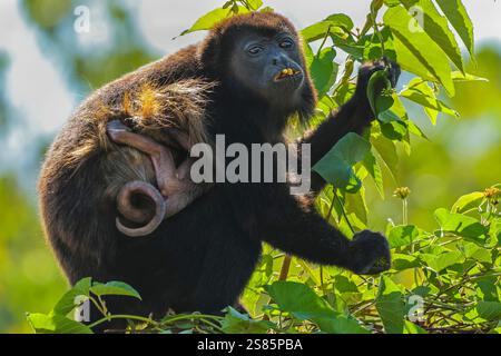 Scimmia ulululatrice (Alouatta palliata) con fiori che mangiano i neonati aggrappati, foresta costiera del Pacifico, Esperanza, Nosara, Guanacaste, costa Rica Foto Stock
