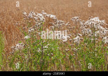 Cardo sbiadito (Cirsium arvense) in un campo di grano, bassa Sassonia, Germania Foto Stock