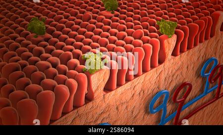 Legame molecolare ai recettori sulla lingua Foto Stock