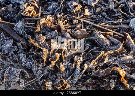 Un incredibile primo piano di foglie e ramoscelli smerigliati, catturando i dettagli ambientali freddi e l'atmosfera stagionale. Gli intricati giochi di ghiaccio Foto Stock