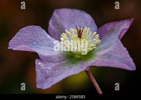 Bellissimi fiori rosa di Helleborus Walberton's Rosemary, noti anche come Hellebore o Lenten Rose Foto Stock