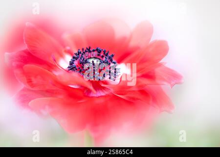 Immagine ravvicinata di un vivace fiore rosso Anemone De Caen, noto anche come il fiore del vento Foto Stock