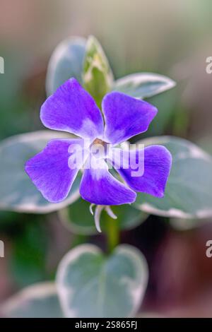 Immagine ravvicinata del bellissimo fiore viola della "variegata" di vinca Major, la grande Periwinkle Foto Stock