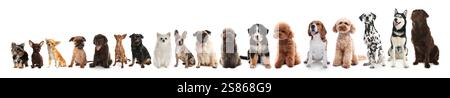 Adorabili cani di diverse dimensioni di fila su sfondo bianco, dal più piccolo al più grande Foto Stock