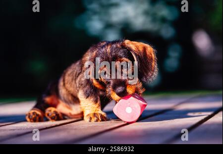 Cucciolo di bassotto Foto Stock