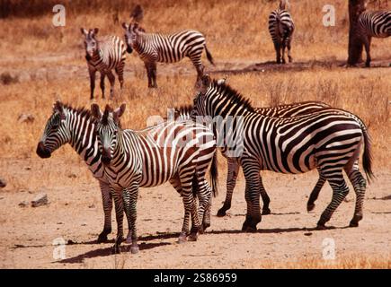 Zebre, Kenya Foto Stock