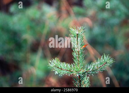 Pianta di pino balic Foto Stock