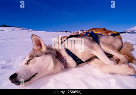 Cane da slitta a riposo Foto Stock