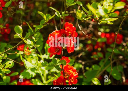 Chaenomeles sargentii, Chaenomeles è un genere di tre specie di arbusti spinosi decidui Foto Stock