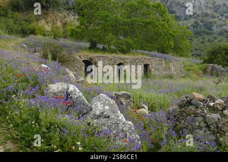 Rifugio tradizionale per animali in pietra e fiori selvatici in primavera sulle colline del Parco naturale la Sierra Subbetica, provincia di Cordoba, Andalusia, Spagna Foto Stock