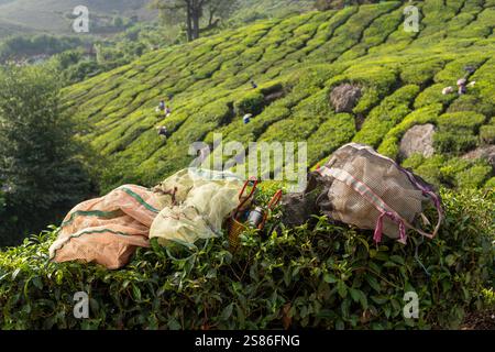 Sacchi vuoti di raccoglitori di foglie di tè distesi sui cespugli mentre donne lavorano nella piantagione di Munnar, Kerala, India. Foto Stock