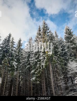 Guardando in alto i pini nella foresta invernale. Alti pini innevati su un pendio di una montagna. Foto Stock