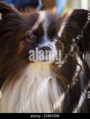 Un primo piano di un cane papillon. Il Papillon, chiamato anche spaniel giocattolo continentale. Ritratto di un cane papillon purificato all'ombra. Foto Stock