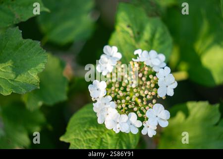 Viburnum opulus, rosa Guelder. Splendidi fiori bianchi di arbusto Viburnum in fiore su sfondo verde. Concentrazione selettiva, primo piano. Concetto di natura. Foto Stock