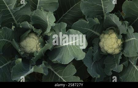 Vista ravvicinata di due teste di cavolfiore che crescono tra grandi e vivaci foglie verdi. L'immagine mostra la trama e il colore di entrambi i cavolfiori Foto Stock