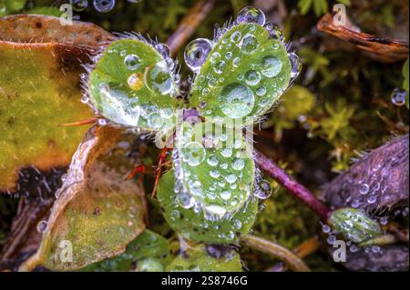 Foglie verdi di trifoglio (Trifolium) con gocce di rugiada che appaiono su parti di piante fresche, Jena, Turingia, Germania, Europa Foto Stock