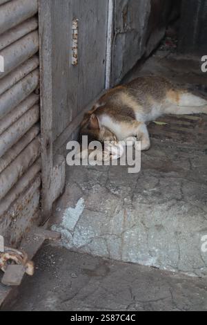 gatto che dorme per strada Foto Stock