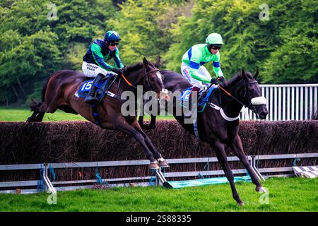 Due cavalli saltano alla gara Upcott Cross Point-to-Point, Beaworthy, Devon, Inghilterra, Regno Unito. Foto Stock