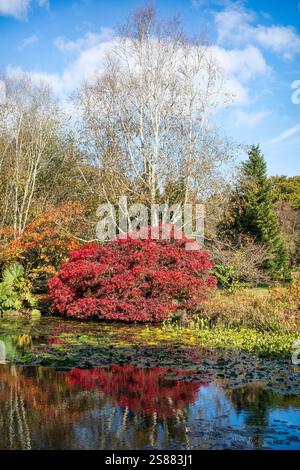 L'autunno colora intorno alla fine del Royal Horticultural Society Garden a Rosemoor, Devon, Inghilterra, Regno Unito. Foto Stock