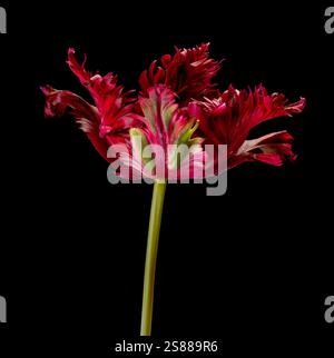 Natura morta di un tulipano pappagallo nero visto su uno sfondo nero. Foto Stock