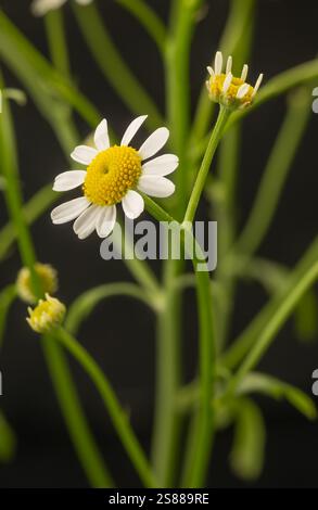 Primo piano dei fiori di Feverfew su sfondo nero. Foto Stock