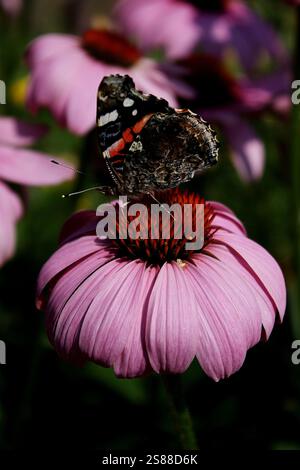 La multicolore Red Admiral Butterfly atterrò sulla cima del fiore dell'Echinacea Purpurea sotto il caldo sole estivo Foto Stock