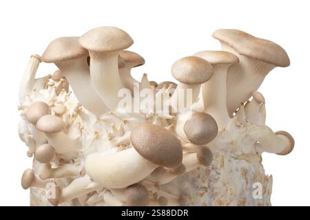 Molti funghi Eryngi crescono su un substrato da vicino Foto Stock