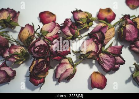 Composizione colorata di rose appassite su sfondo bianco. Copia spazio per il testo. Foto Stock