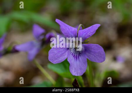 Viola odorata. Profumato. Viola fiore foresta fioritura in primavera. Il primo fiore di primavera, viola. Violetti selvatici in natura. Foto Stock