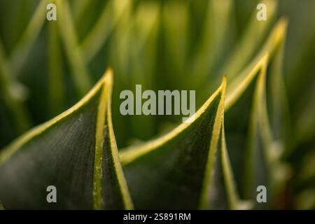 Primo piano naturale ritratto vegetale dell'Aloe Polyphylla, l'aloe a spirale, che mostra motivi naturali in modo semi-astratto. Foto Stock