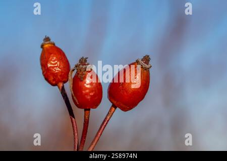 Tre rosehip rossi sono su uno stelo. Le bacche sono piccole e rotonde. Lo stelo è sottile e marrone Foto Stock
