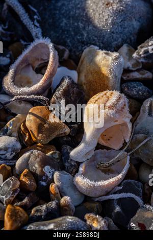 Nuota conchiglie coperte di ghiaccio su una spiaggia, in una fredda mattinata d'inverno Foto Stock