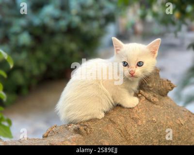 Adorabili gattini persiani sull'albero: Simpatici gatti bianchi e neri con occhi blu e verdi Foto Stock